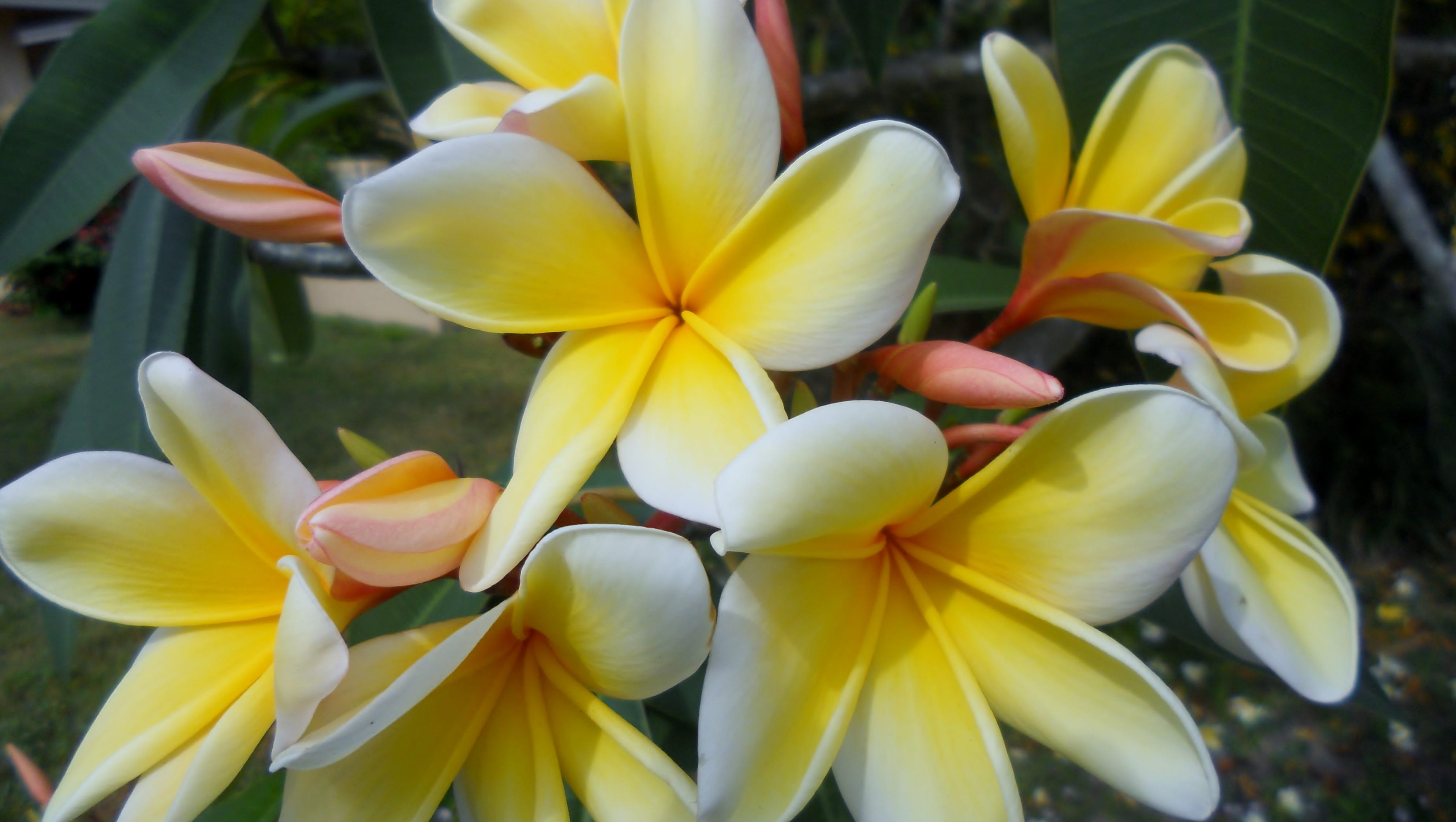 Plumeria Blossoms Sprout Every Spring Like Beautiful Butterflies