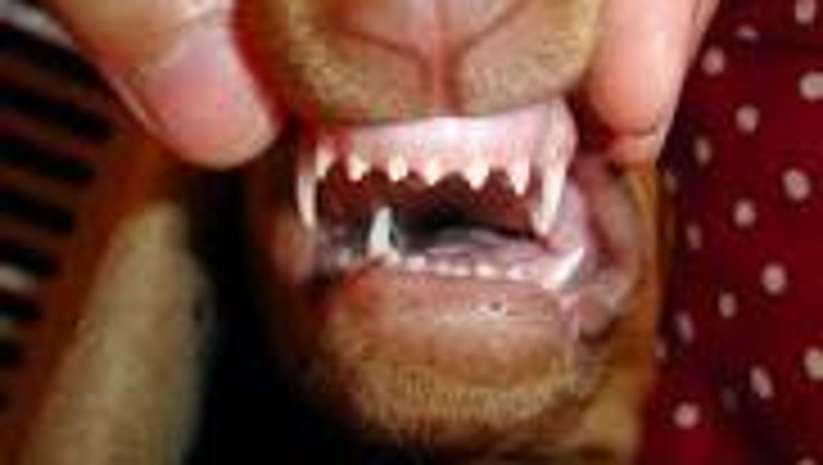 Why are puppy teeth sharp