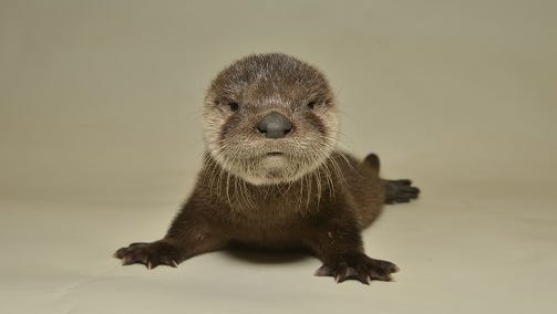 "Otter Baby," the pup rescued from the Arizona Canal when it was 4 weeks old, is on its way to recovery, according to the Out of Africa Wildlife Park.