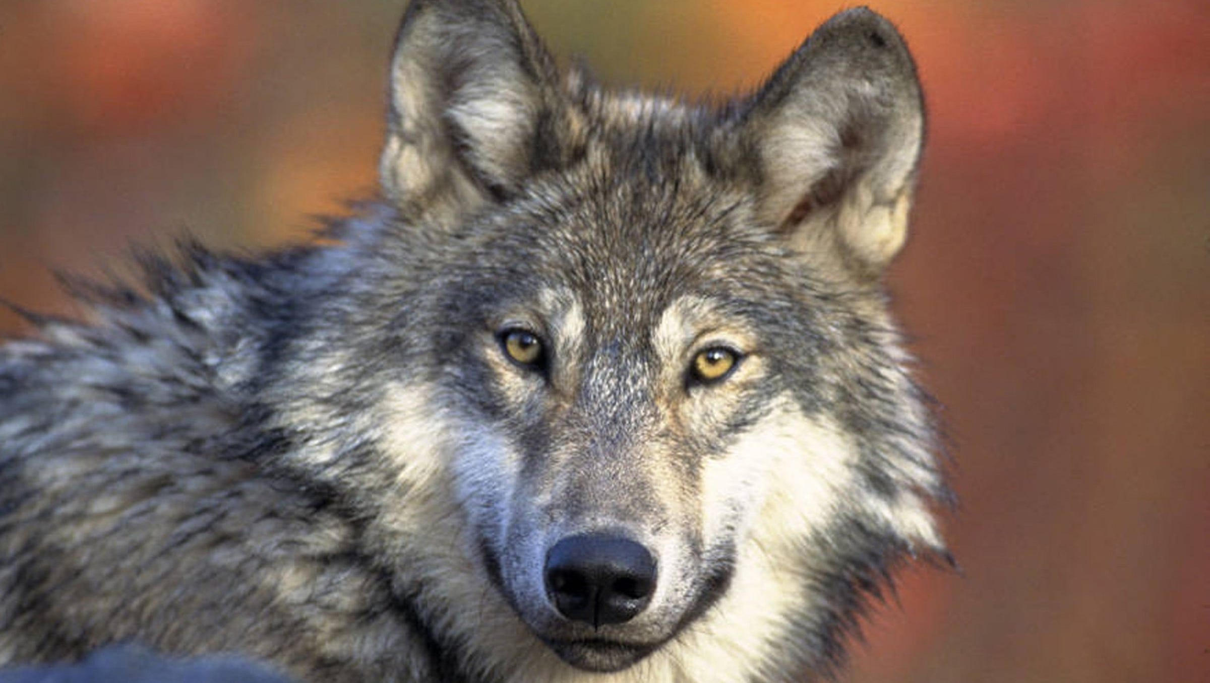 Gray wolf confirmed in northern Lower Peninsula