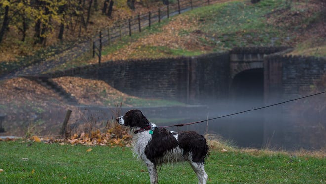 Sadie, a 2-year-old English Springer Spaniel, pauses in front of the historic Union Canal Tunnel as her owner, Ed Gahres, of Cleona, walked her in the park as some people got out and enjoyed Union Canal Tunnel Park in North Lebanon Township after the heavy rains stopped on Tuesday, November 29, 2016.
