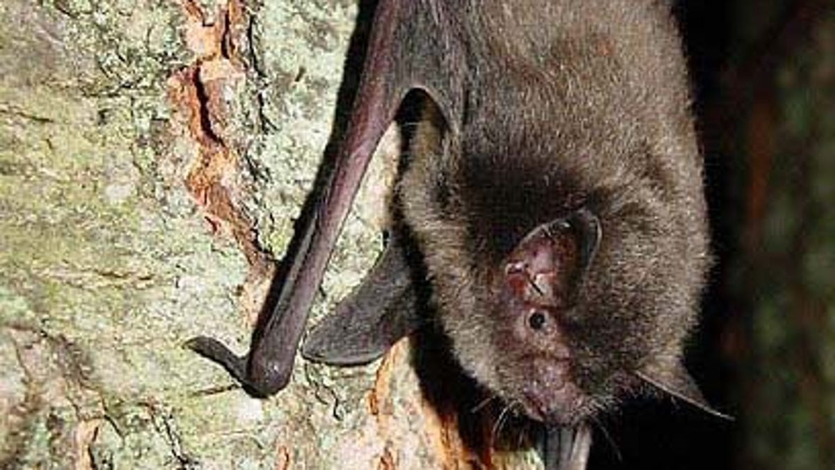 Indiana’s bats are emerging from hibernation. Here’s why that’s a good thing