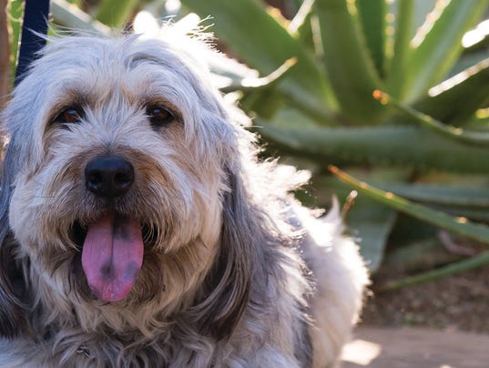 Dogs’ Day in the Garden