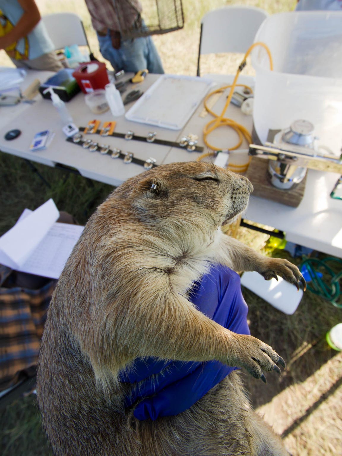 Why save the prairie dog?