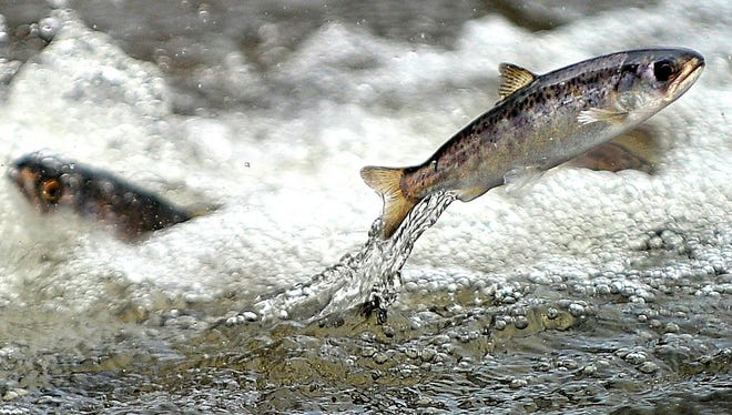 A juvenile spring chinook salmon.