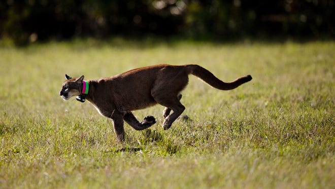 A rehabilitated panther sprints through a field after being released by
 state biologists.