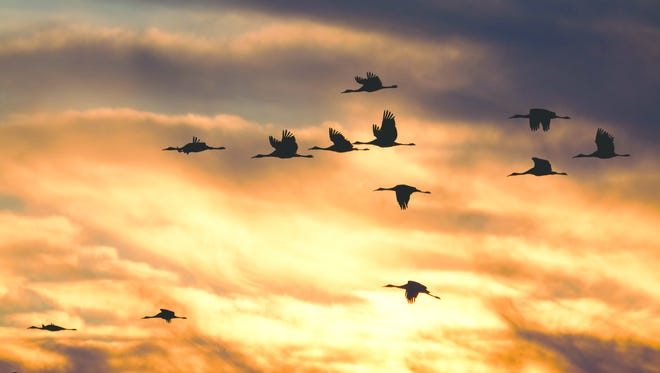 As the temperatures warm and daylight hours increase, migratory birds like the sandhill cranes have started appearing in Wisconsin again.