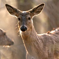 Michigan Dnr New Rules To Know For The Upcoming Deer Hunting Season
