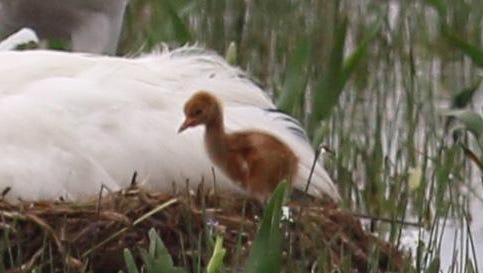 In this photo provided by Louisiana Department of Wildlife and Fisheries, a whooping crane chick stands by its parents at a nest in Jefferson Davis Parish Tuesday. For the first time since 1939, a whooping crane chick hatched in the wild Monday, said biologist Sara Zimorski.