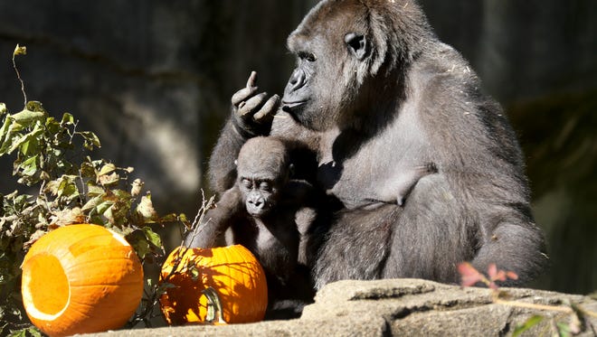 Western lowland gorillas, Anju and her one-year-old daughter, Elle, enjoy pumpkins filled with treats during HallZOOween on Oct. 7, 2016.