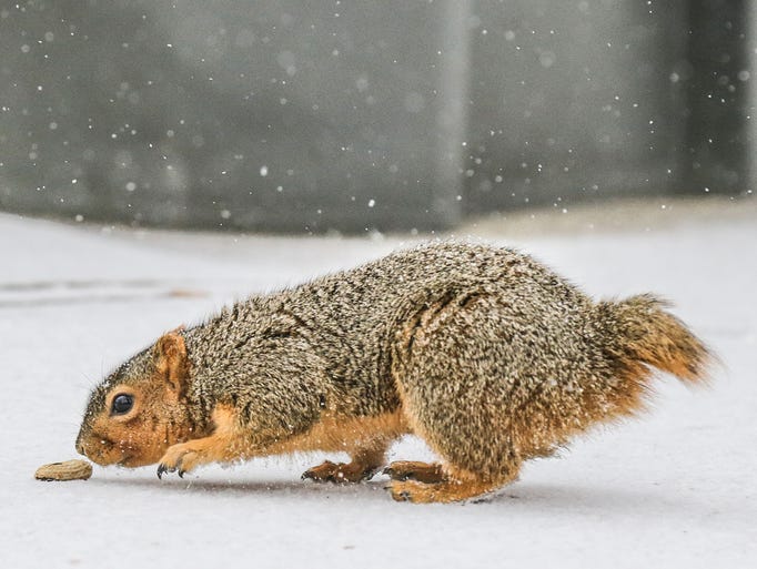 A tailless squirrel forages for food outside the firehouse