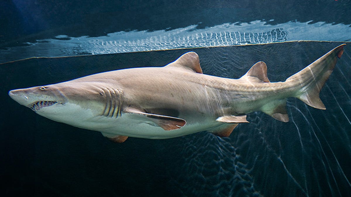 Sharks In Delaware Waters Just As Prevalent As Beach Tourists