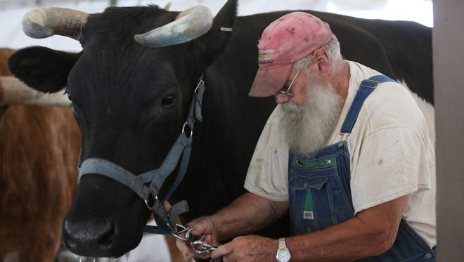 Jake the ox with his handler Bob Fisher, of New Milford, Conn., at the New Jersey State Fair at the Sussex County Fairgrounds in 2014. Oxen would be allowed to become emotional support animals in Wilmington if new legislation is passed.