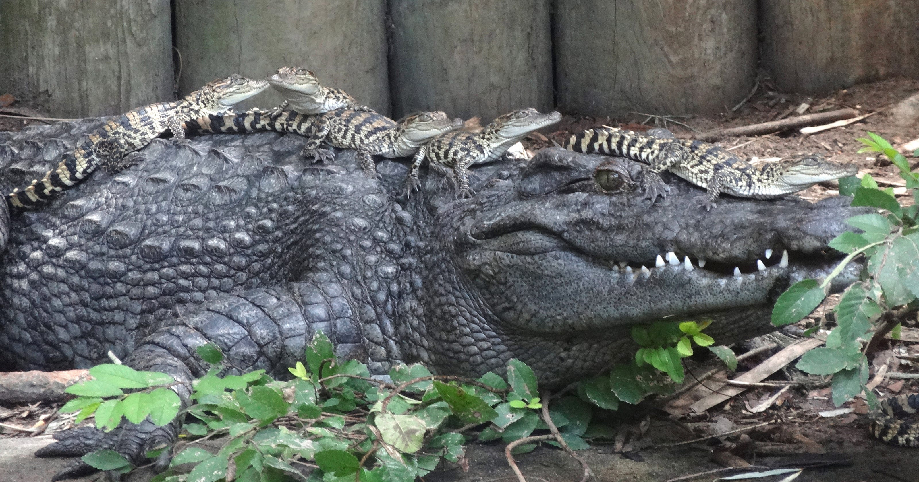 Detroit Zoo hatches 10 baby crocodiles