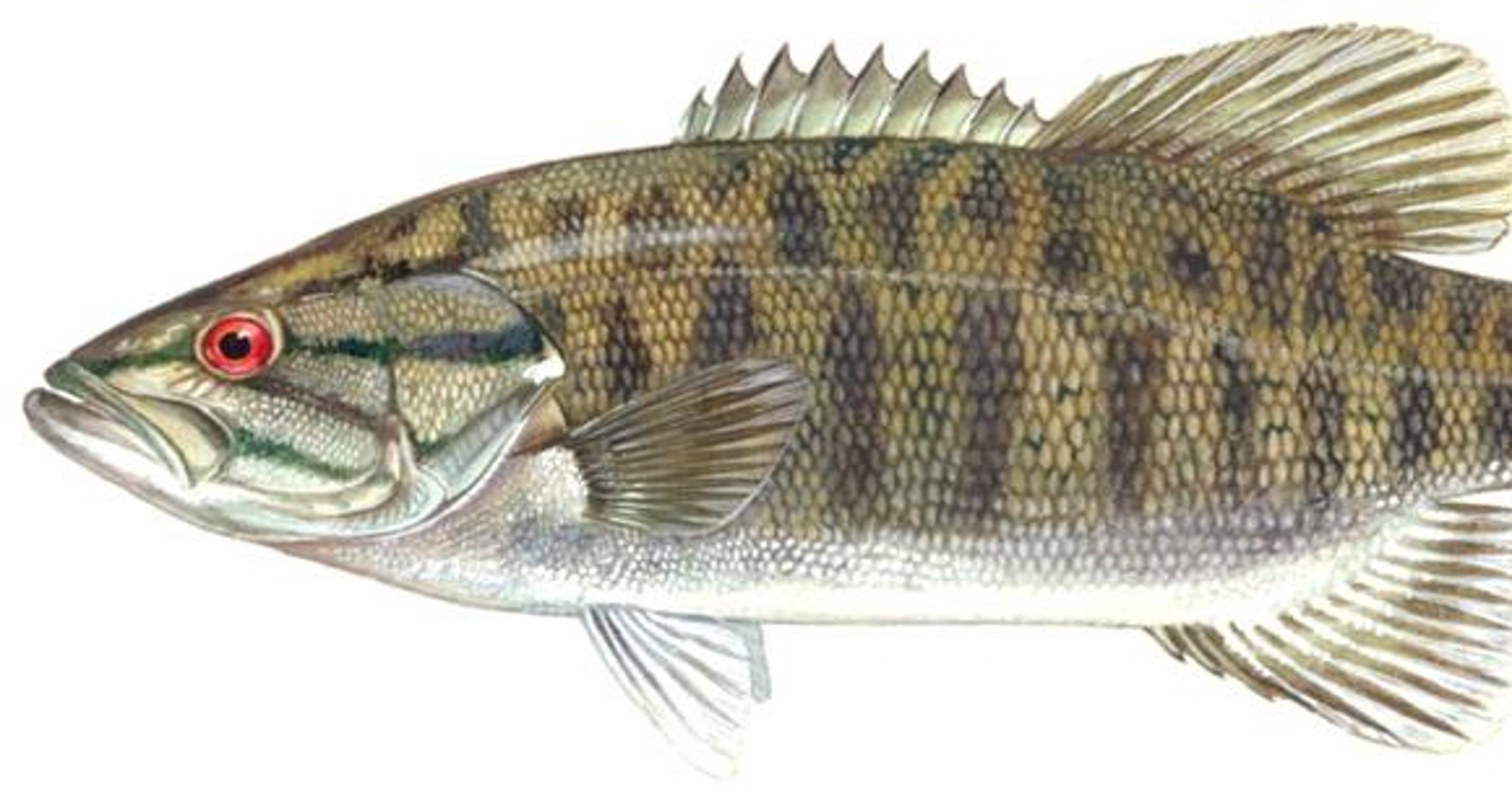 Giving the smallmouth bass his equal due