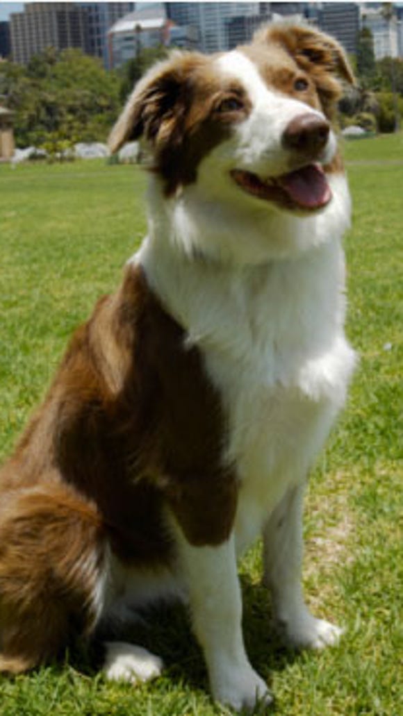 Brown And White Border Collie Lost In Red Lion Area