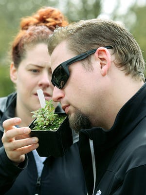 Gillian Hollingsworth of Poulsbo gives a lemon verbena plant to her husband, Aaron, to smell at the Poulsbo Farmers Market on Saturday. The plant was from the Full Tilth Farm in Poulsbo.