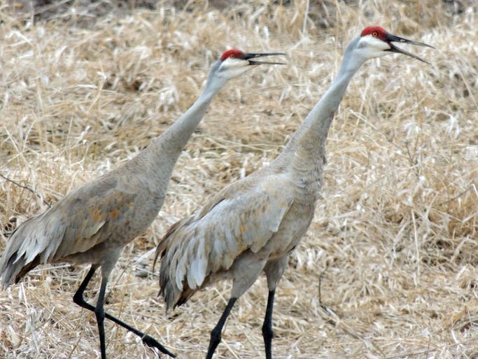 Sandhill cranes in Wisconsin