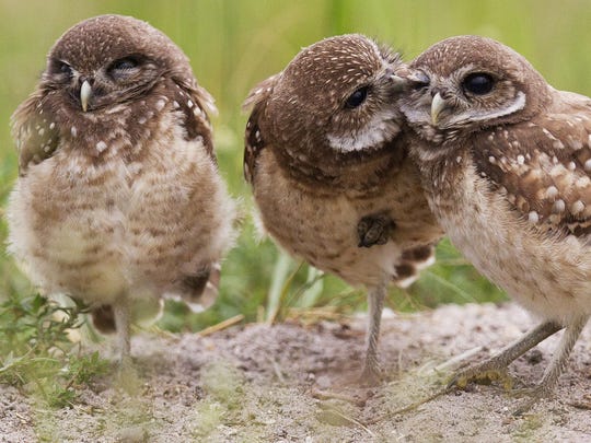 Cape Coral S Burrowing Owls Everything You Need To Know
