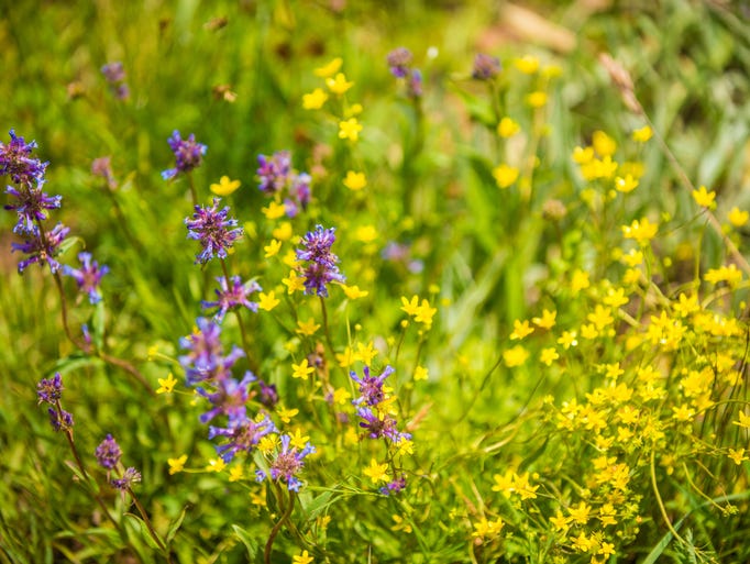 Along Sagehen Creek, you might find camas lilies, wild