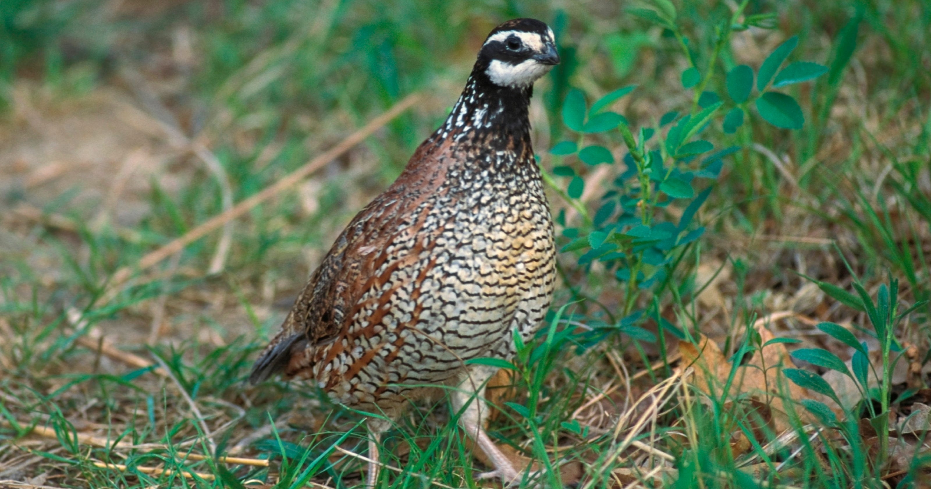 Quail population declining in Missouri and other states