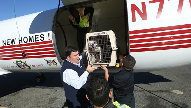 A dog is offloaded as the Wings of Rescue Holiday Airlift flew more than 700 shelter pets via 14 planes within 72 hours and given a second chance this holiday season. All of the dogs and cats were rescued from animal shelters in California and Louisiana. More than 100 shelter pets arrived in Morristown, N.J. to find their new forever homes in New Jersey and New York. November 18, 2016, Hanover, NJ.