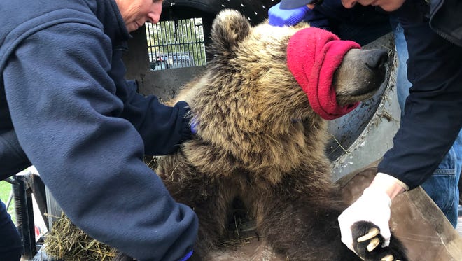 Montana Fish, Wildlife & Parks Director Martha Williams, left, assists Bear Management Specialist Tim Manley, center, and Region 1 Wildlife Manager Neil Anderson, right, with the immobilization and processing of the subadult grizzly bear that was moved from the McGregor Lake area.