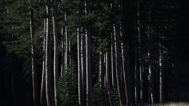 A grove of trees seen at the Mt. Rose ski area near Reno on Oct. 6, 2015.