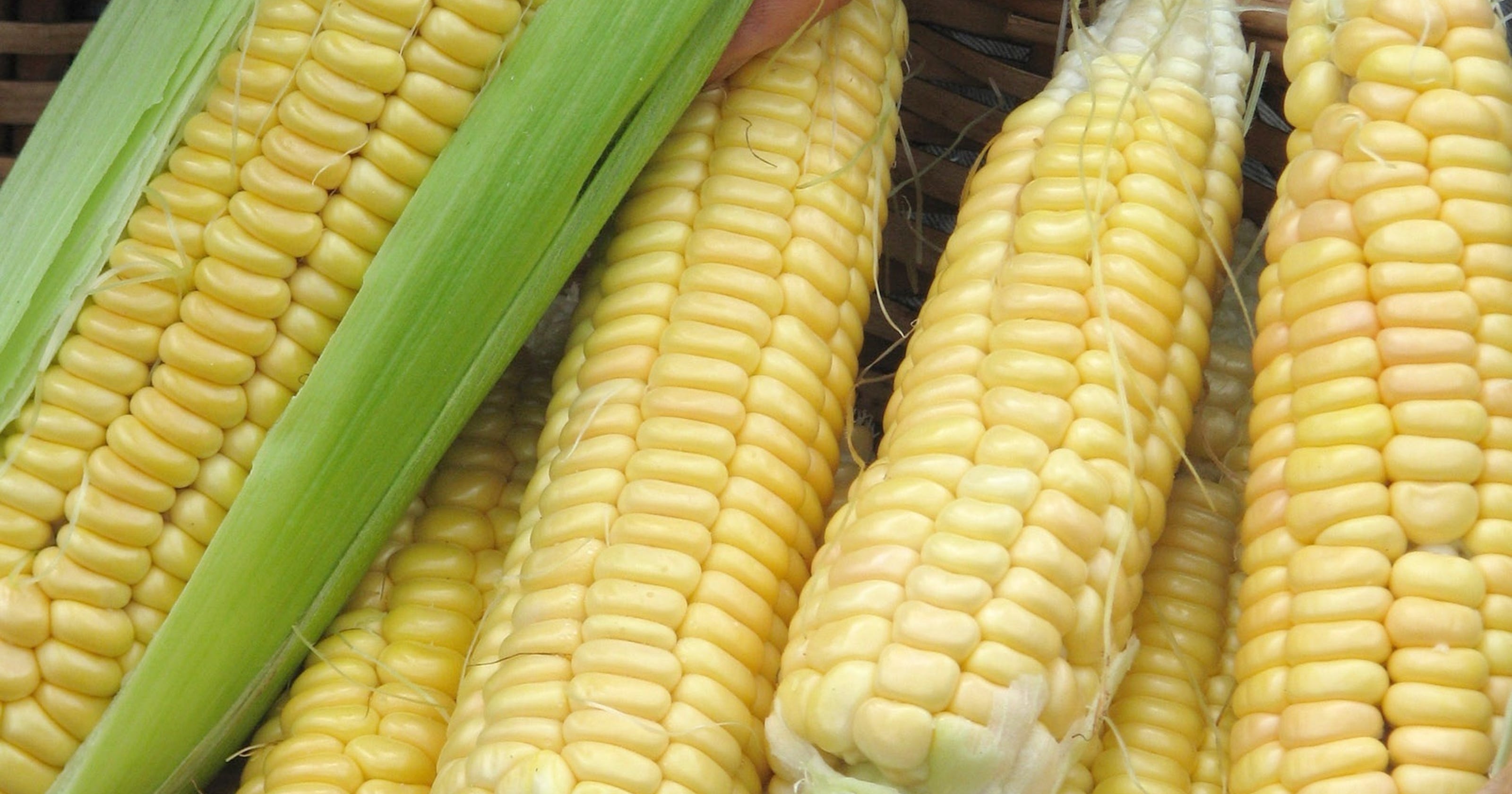 how-to-grow-sweet-corn-that-tastes-great-in-your-own-garden