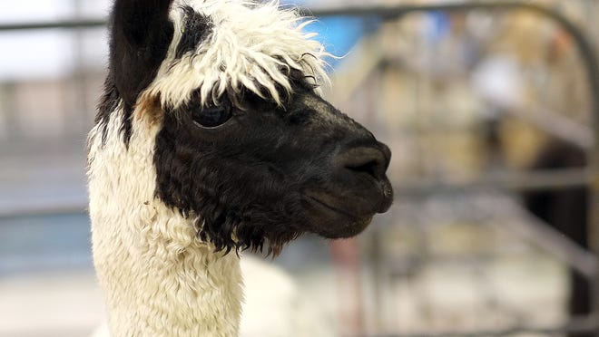 The Michigan Alpaca Fest will take place April 15-16 at the Allegan County Fairgrounds. The event is free to the public.