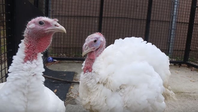Roger and Regina, two turkeys found living on dog food at a Detroit home, were recently rescued and are destined for a home where they'll be pets, not food, according to the Michigan Humane Society.