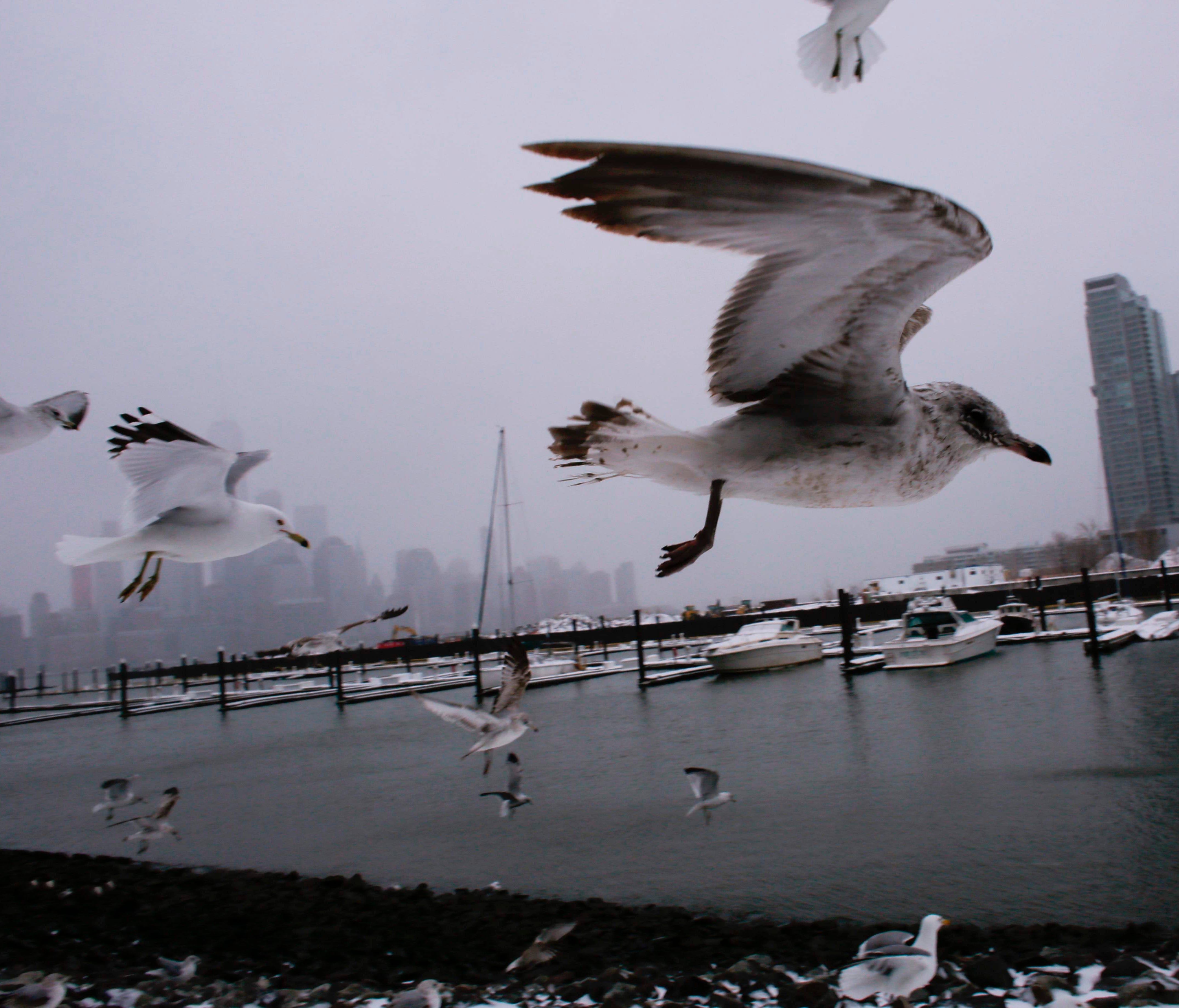 The skyline of New York appears in the distance as seagulls fly over the water's edge on March 14, 2017 in Jersey City, New Jersey.