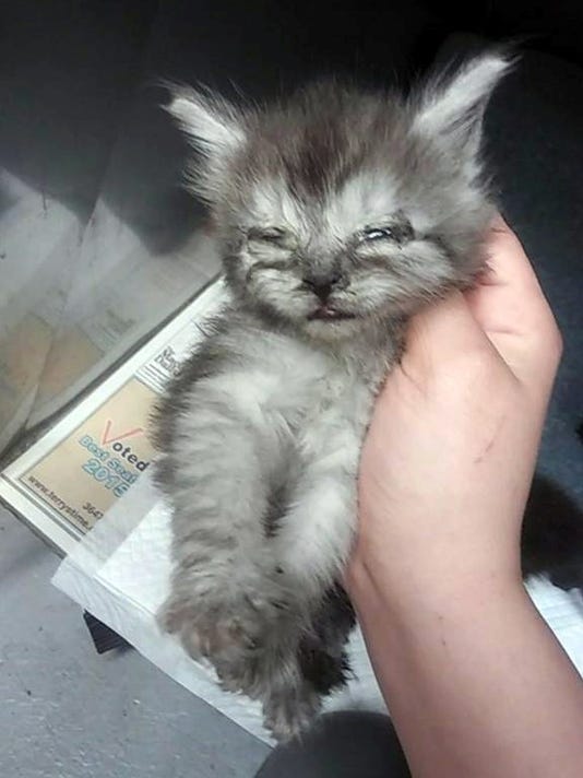 Nearly 30 Cats Abandoned In Warren Rescued