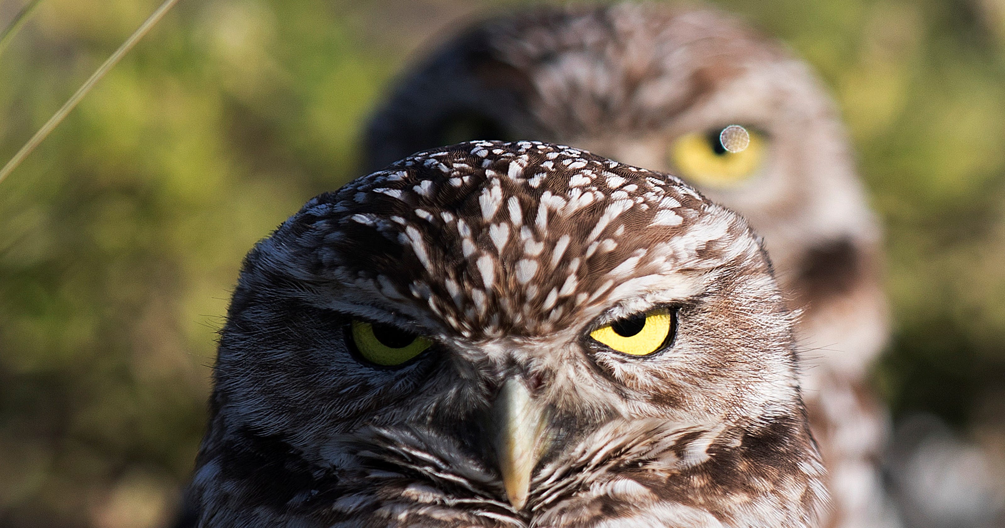 Cape Coral's burrowing owls Everything you need to know about the city