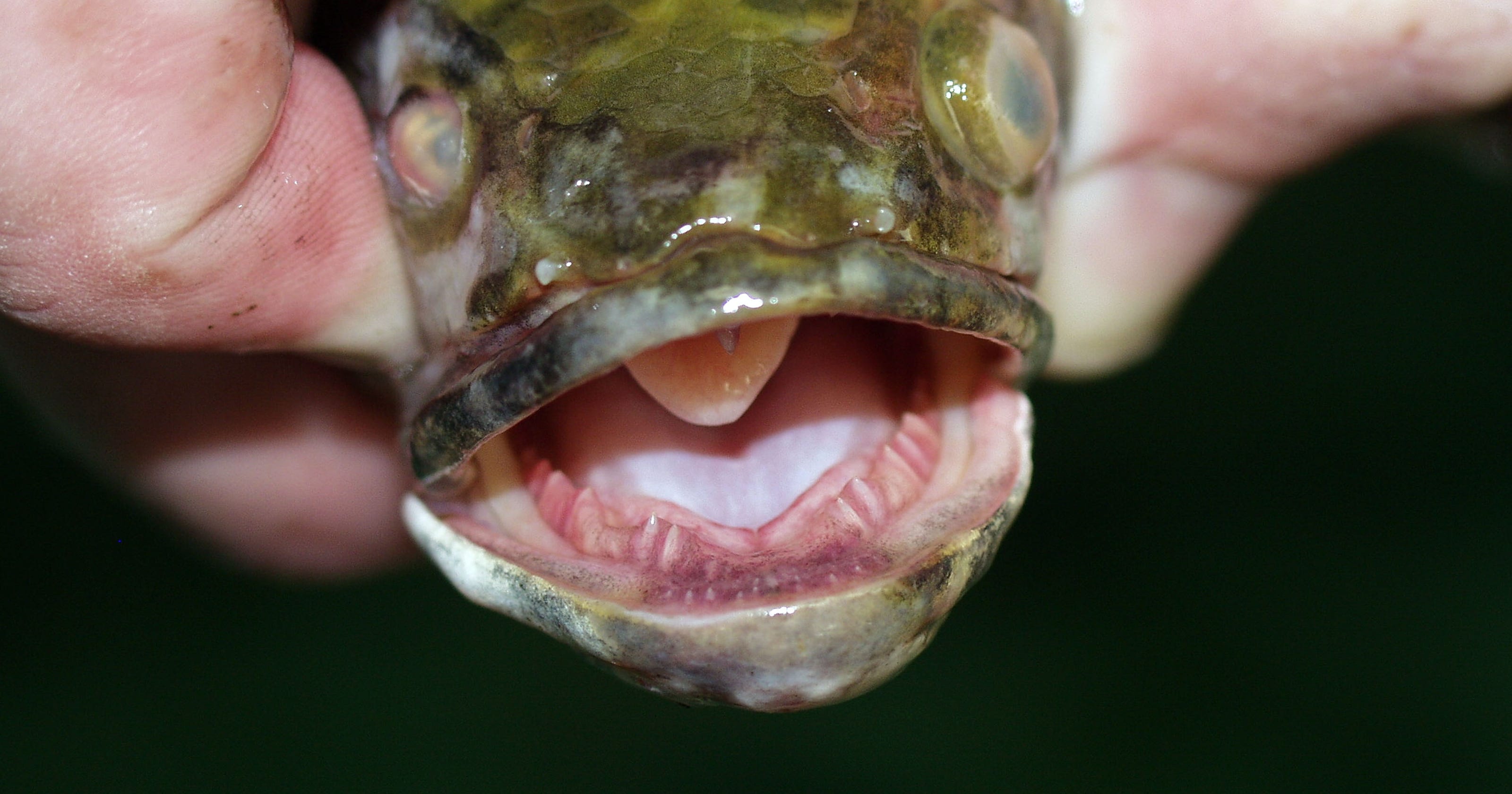 Northern snakeheads breeding in pond