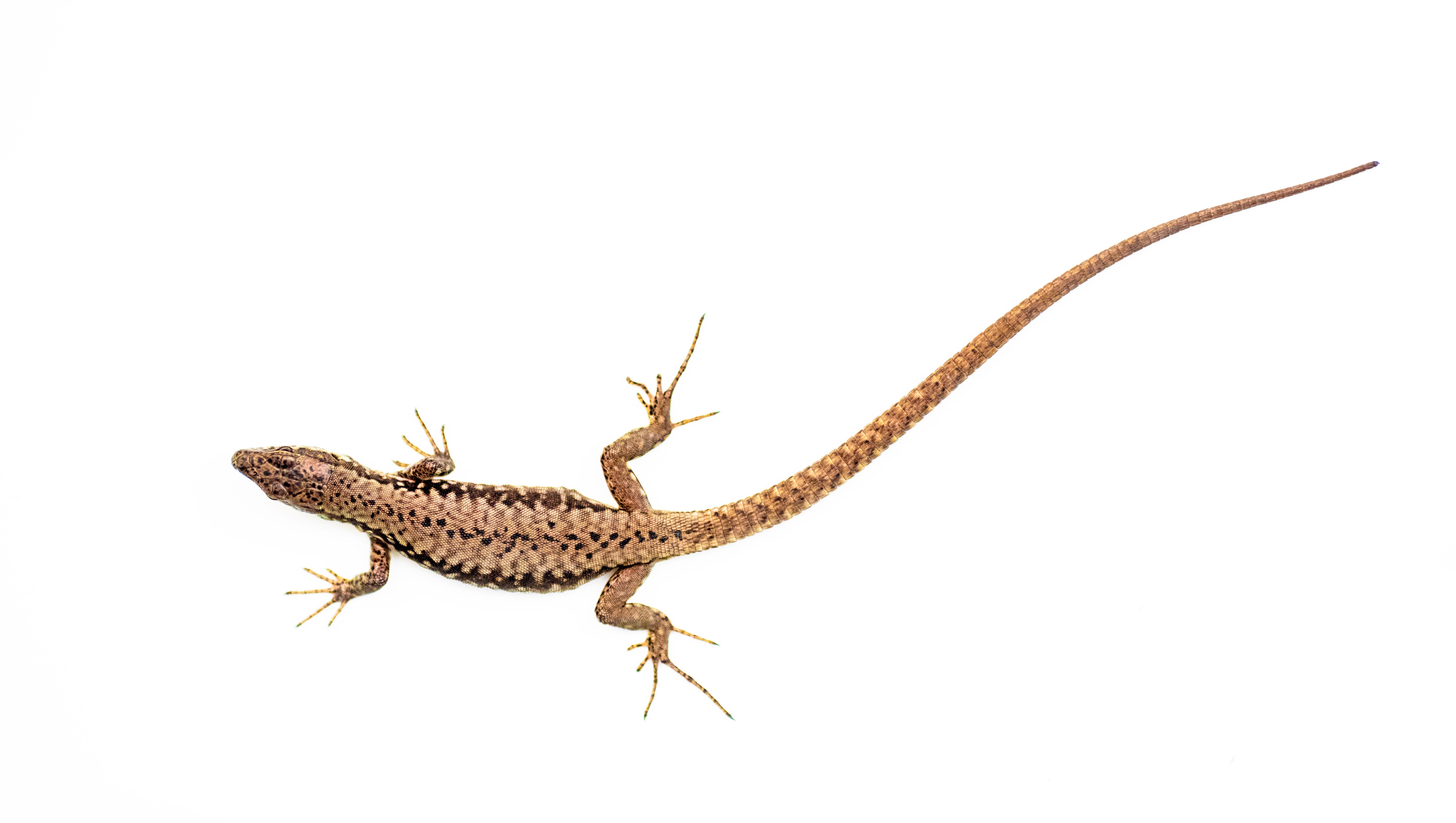 These Lizards Are Just About Everywhere In Cincinnati Here S Why