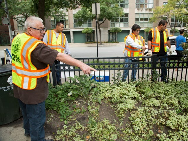 I saw a rat in my backyard