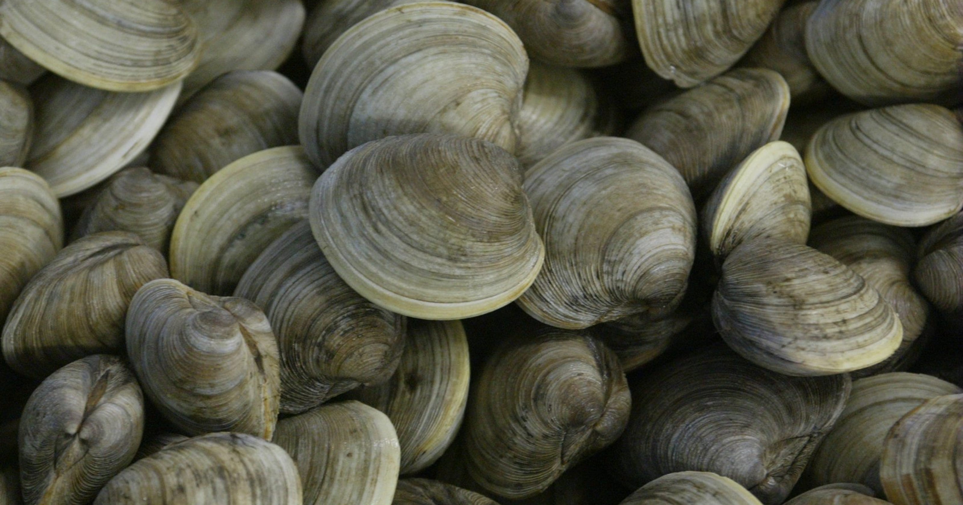 Clam Shell Nutrition Facts at Jason Lyon blog