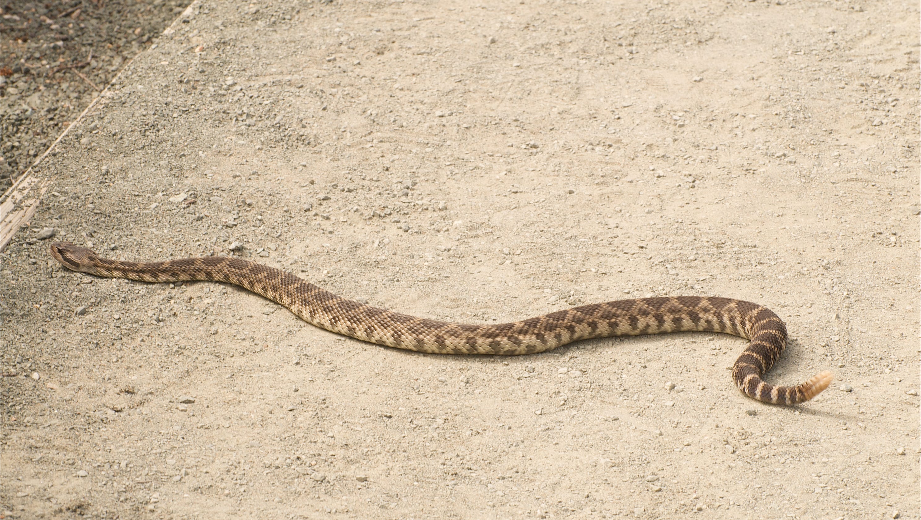 Along with great hiking in Phoenix there's snakes