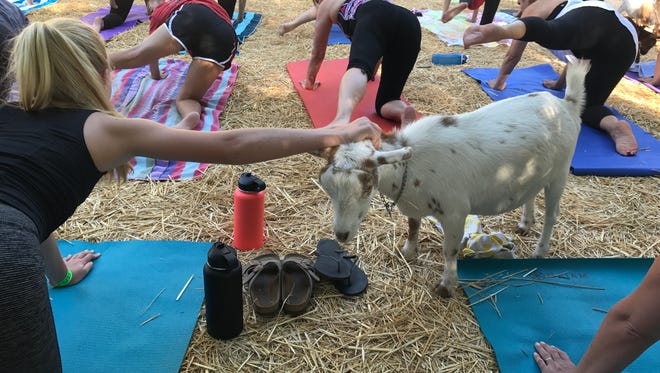 A goat at Lavenderwood Farm gets some attention during a Thousand Oaks yoga class in this 2017 picture.