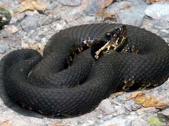 Mo Man Dies Of Suspected Cottonmouth Snake Bite The cottonmouth produces venom with the ability to destroy blood cells and paralyze clotting. mo man dies of suspected cottonmouth