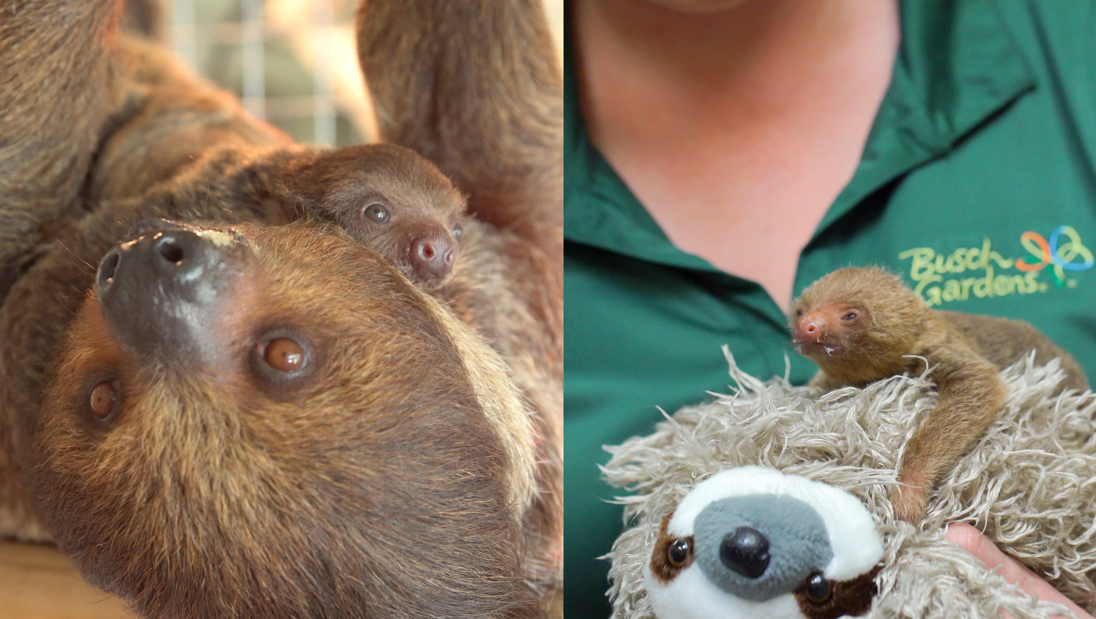 Busch Gardens Welcomes Two Baby Sloths