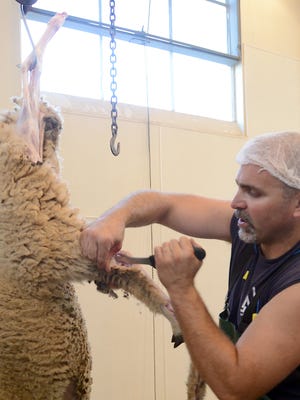 
Mike Holcomb of Wolf Pack Meats, using a lamb, on Aug. 8 demonstrates how hunters should also skin the animals in the field before gutting them.
