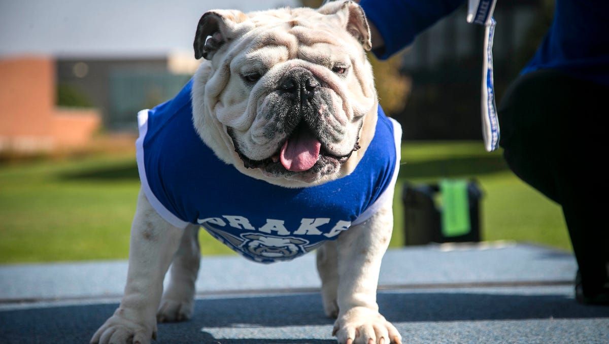 Photos of Drake University's live mascot, Griff the bulldog