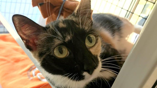 The Williamson County Regional Animal Shelter is looking for fosters for adult cats and adult, large dogs who can create social media content to help the animals get adopted.