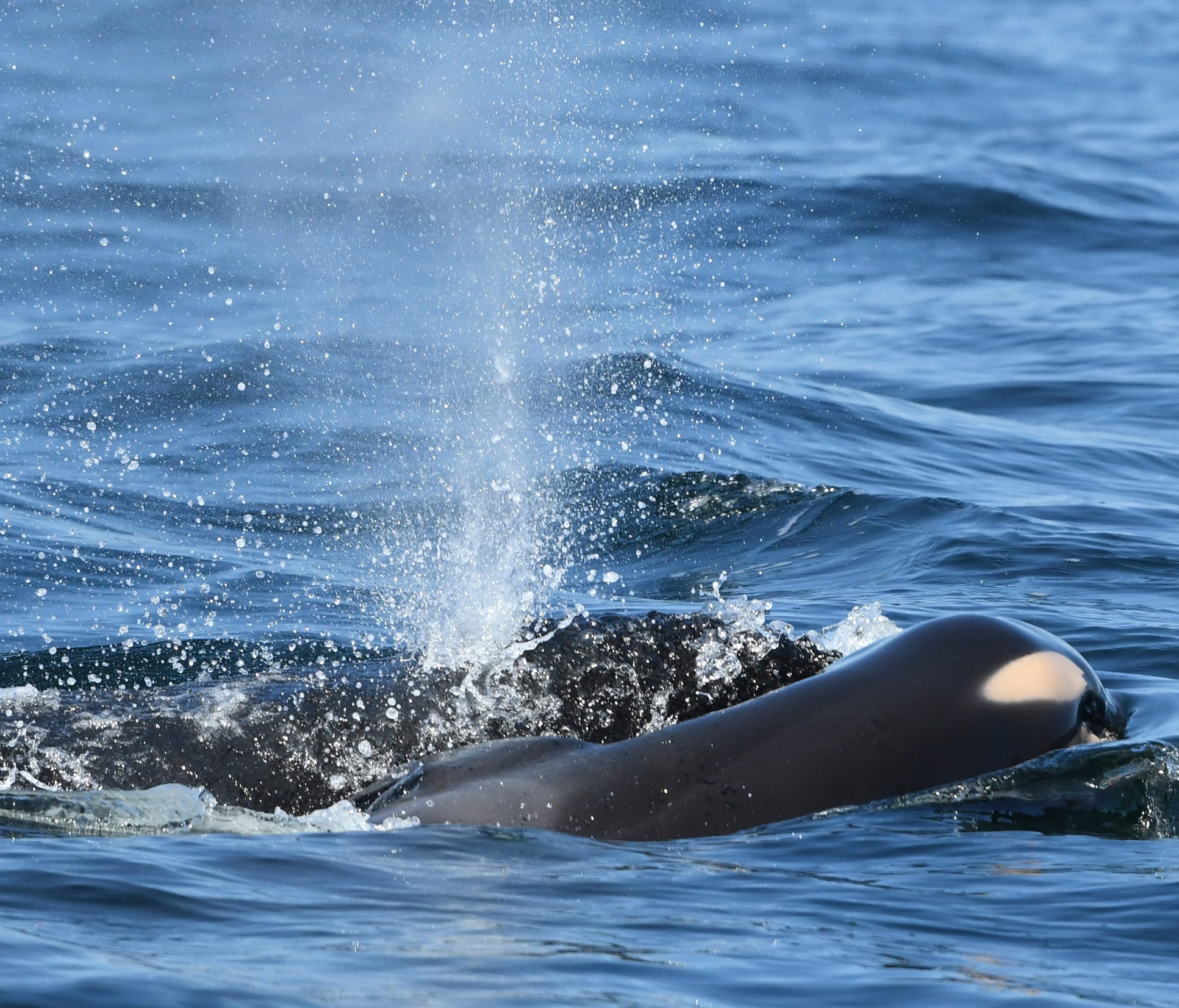 In this photo taken Tuesday,  provided by the Center for Whale Research, a baby orca whale is being pushed by her mother after being born off the Canada coast near Victoria, British Columbia. The new orca died soon after being born. Ken Balcomb with 