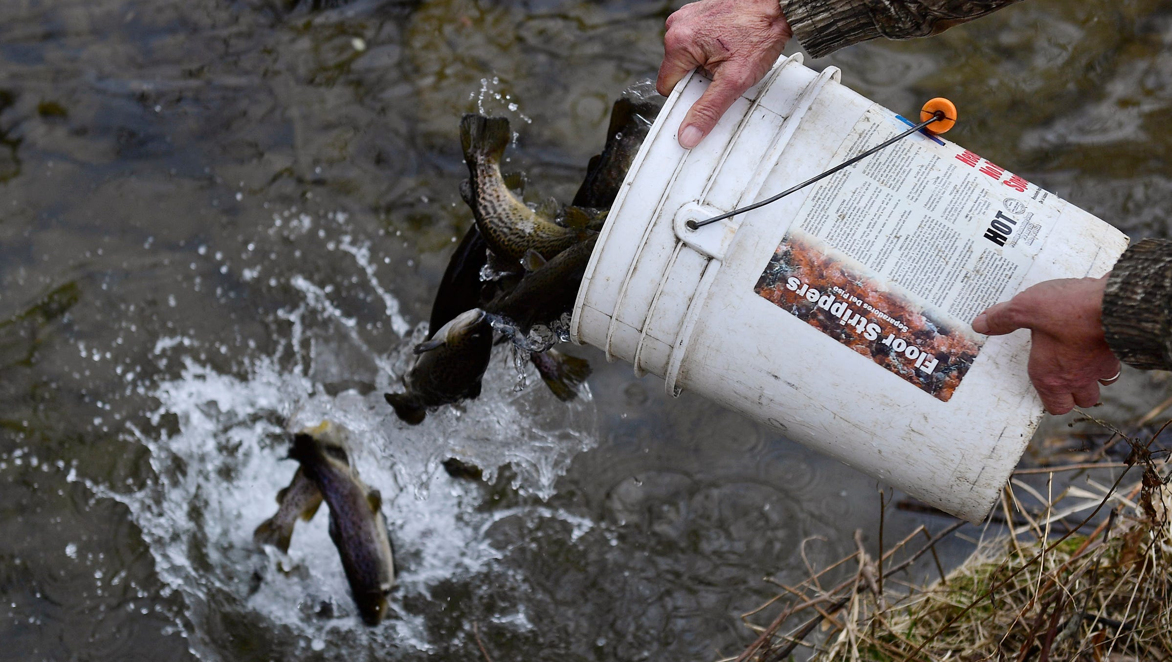 pa state trout stocking schedule