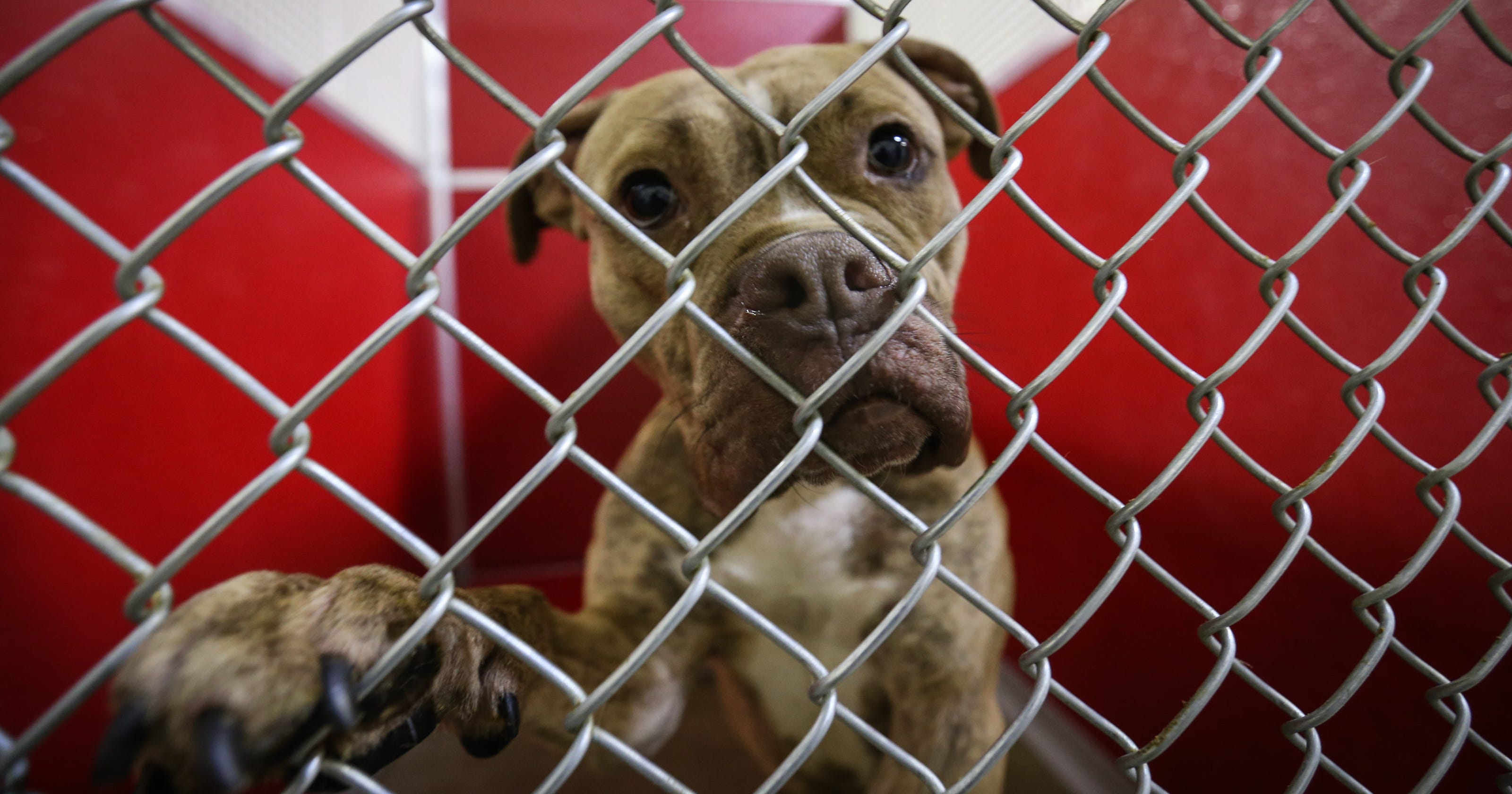 Brandywine Valley SPCA  opens new shelter in New Castle