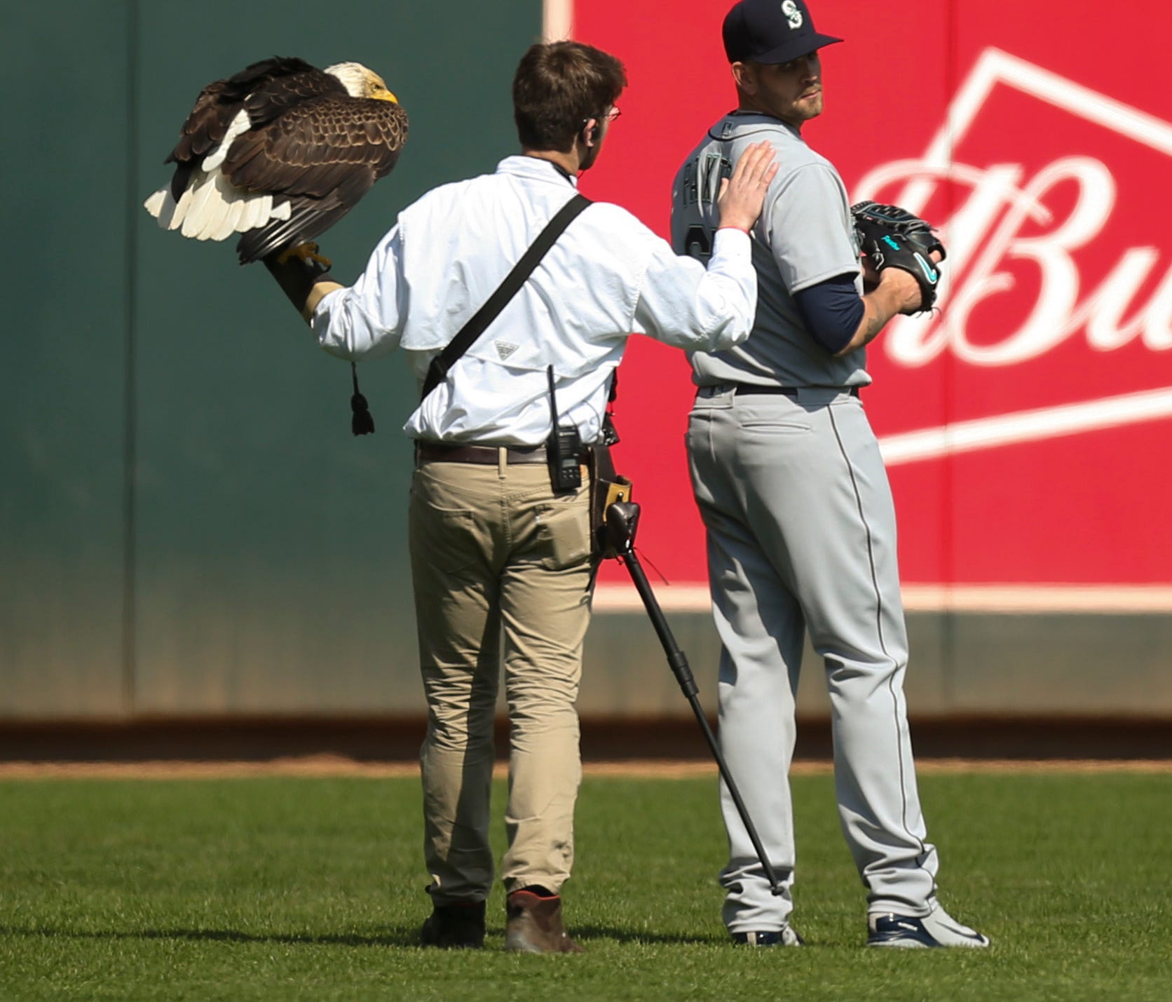 The handler for an American eagle that was to fly to the pitcher's mound during the national anthem pats Seattle Mariners starting pitcher James Paxton, a Canadian, after the eagle chose to land on his shoulder instead.