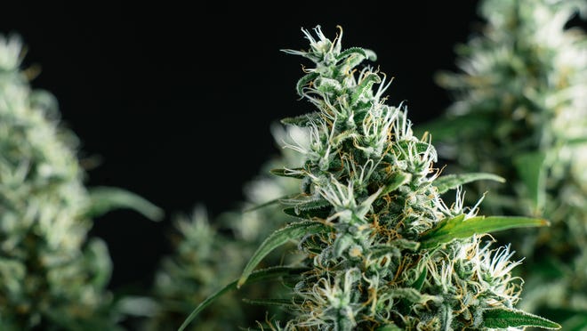 An up-close look at flowering cannabis plants.